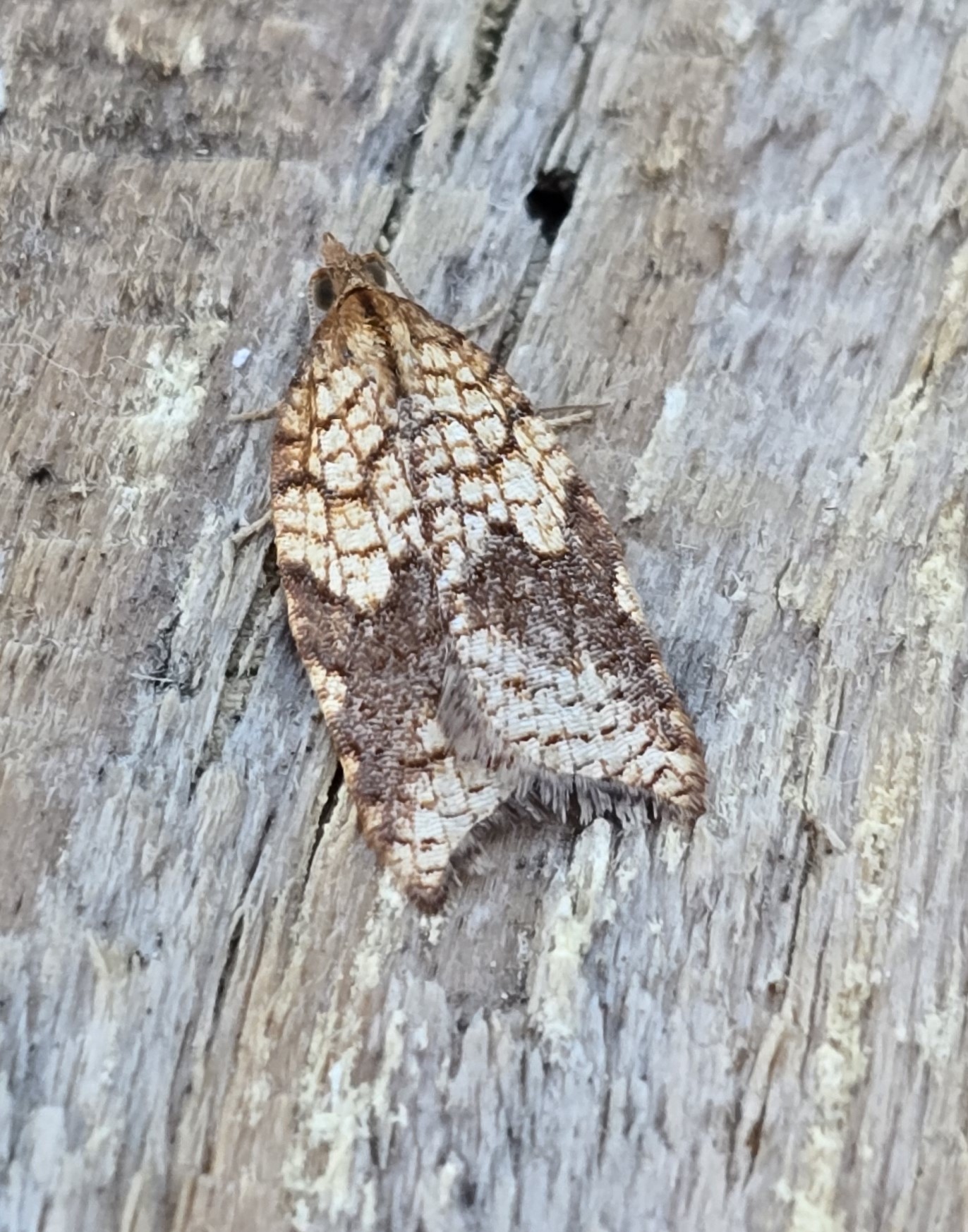 Photo of Rhomboid Tortrix (Acleris rhombana)